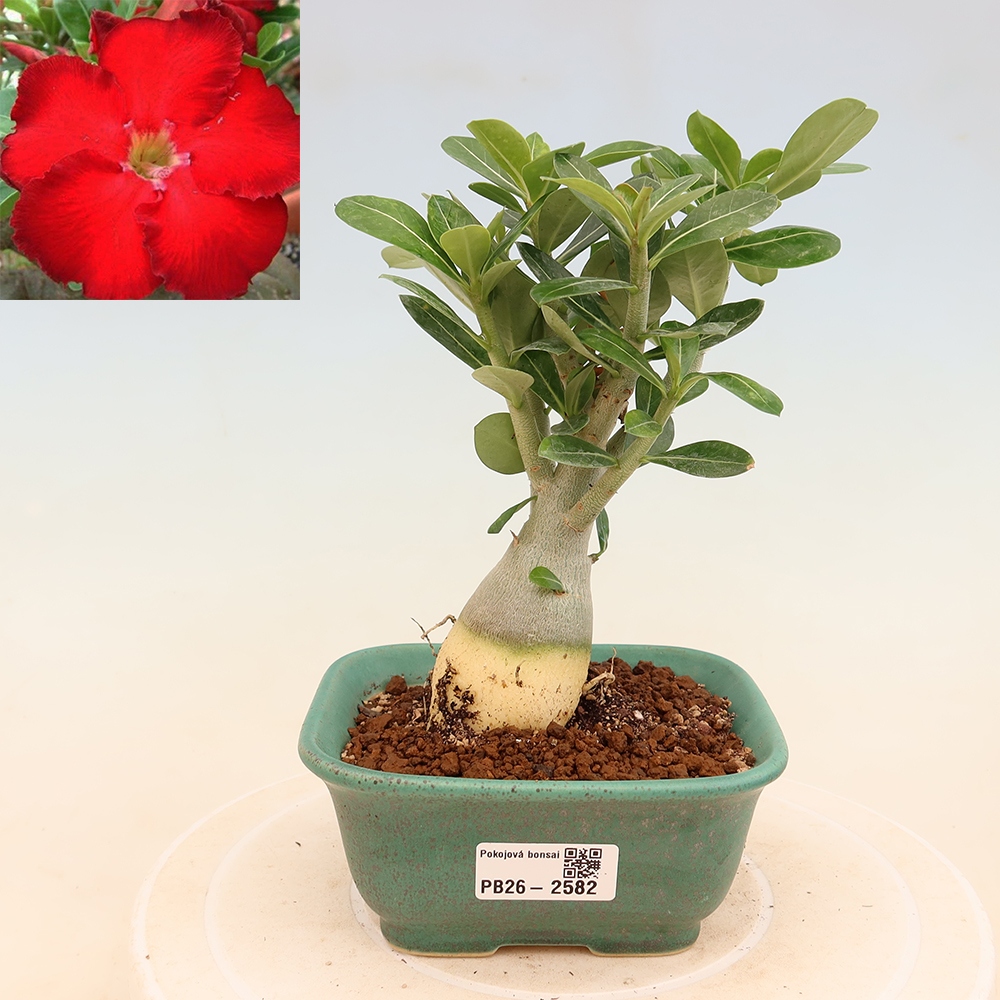 Bonsaï d'intérieur - Adenium obesum Red Star - Rose du désert