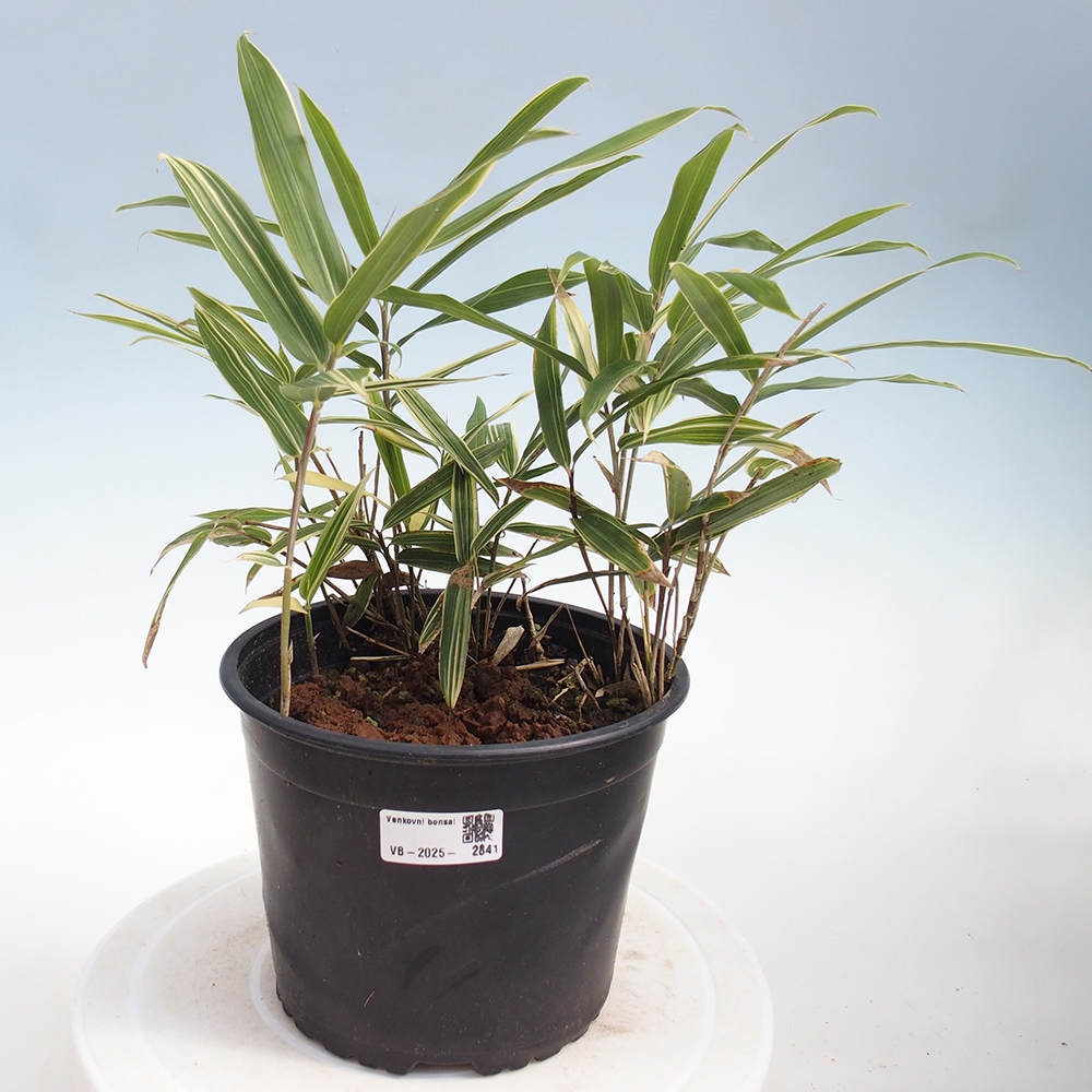 Bonsaï d'extérieur - Sasaella masamuneana Albostriata - Bambou