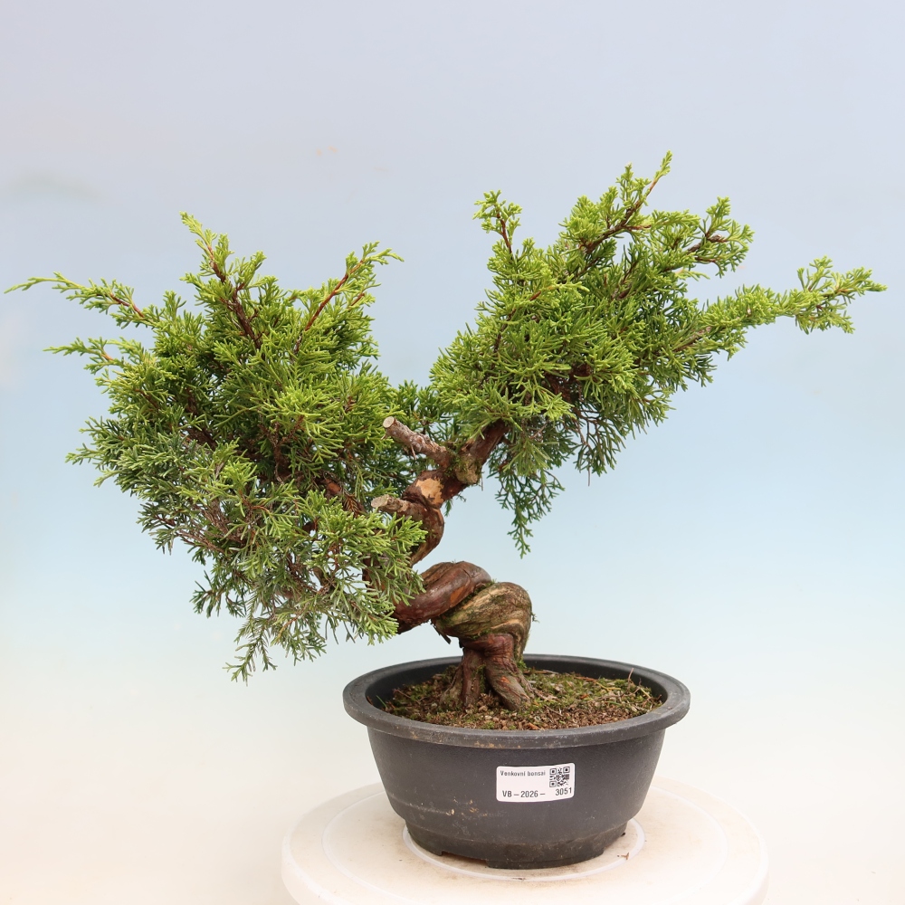 Bonsaï d'extérieur - Juniperus chinensis Itoigawa-Juniperus chinensis