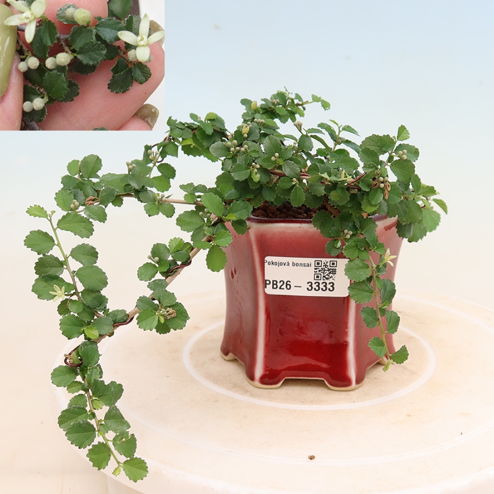 Bonsaï de chambre - Grewia sp. - Grewia malafolia