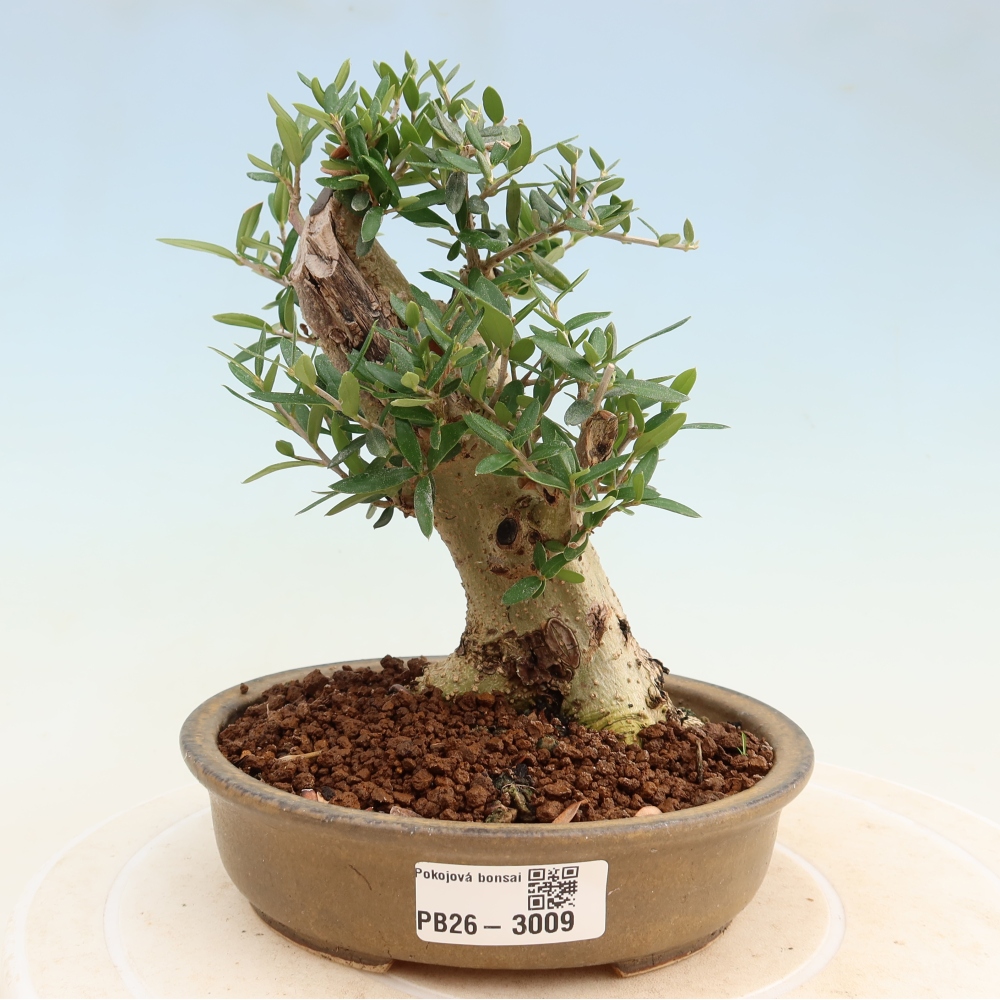 Bonsaï d'intérieur - Olea europaea sylvestris
