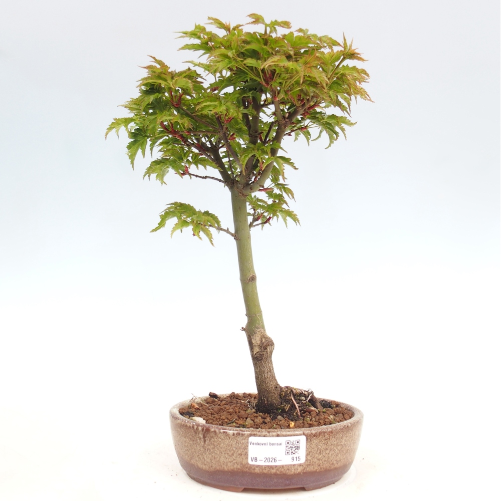 Bonsaï d'extérieur -Javor palm Acer palmatum Shishigashira