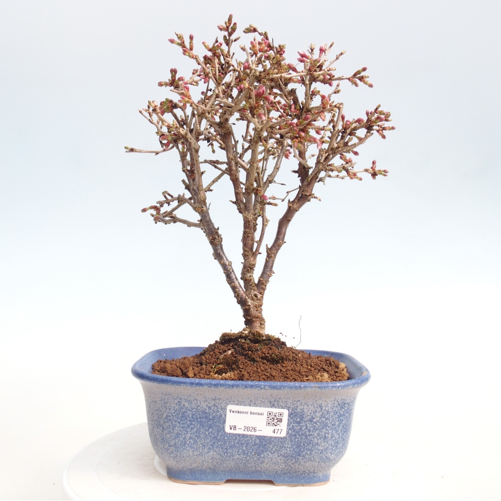 Bonsaï d'extérieur - Prunus incisa Kojou-no mai-Plivon découpé