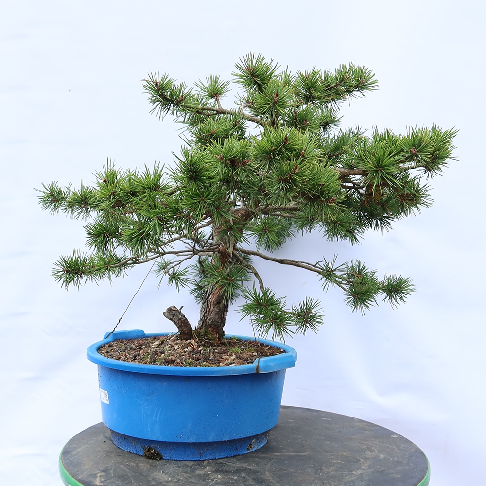 Pinus sylvestris Espagne - pin sylvestre
