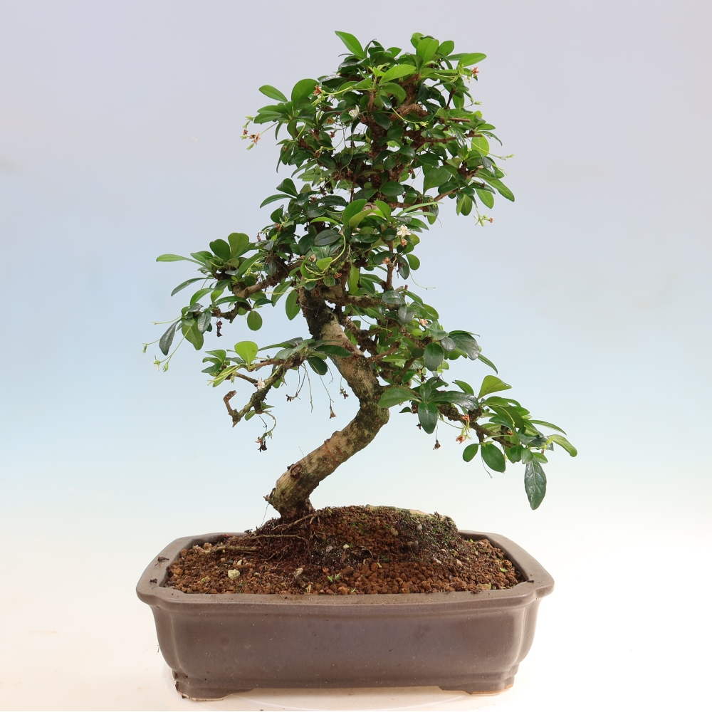 Bonsaï de chambre - Carmona macrophylla - Tea fuki