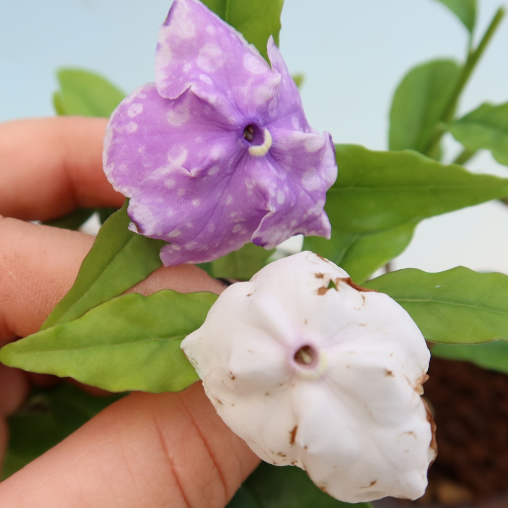 Bonsaï d'intérieur - Plante de jasmin « Costa » - Brunfelsia