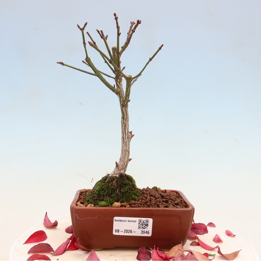 Bonsaï d'extérieur -  Euonymus alatus comactus  - fusain ailé