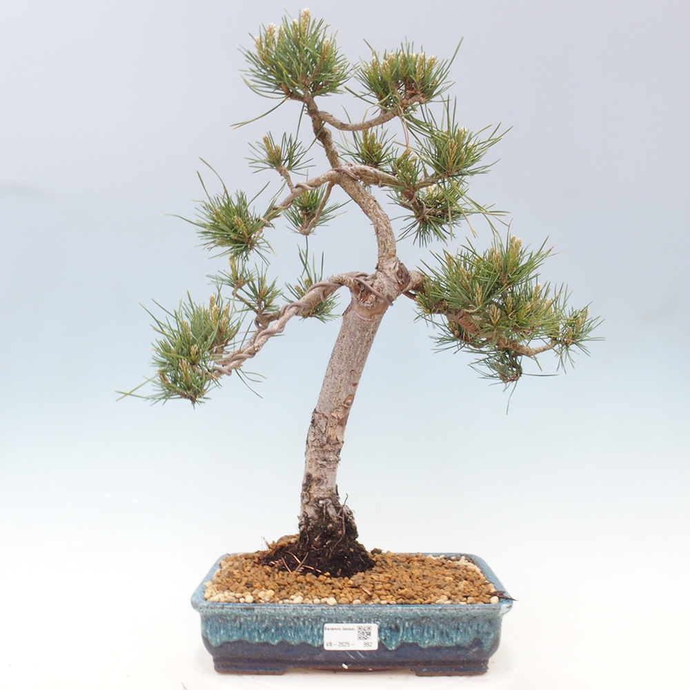 Bonsaï d'extérieur - Pinus Sylvestris Watererri - Pin sylvestre