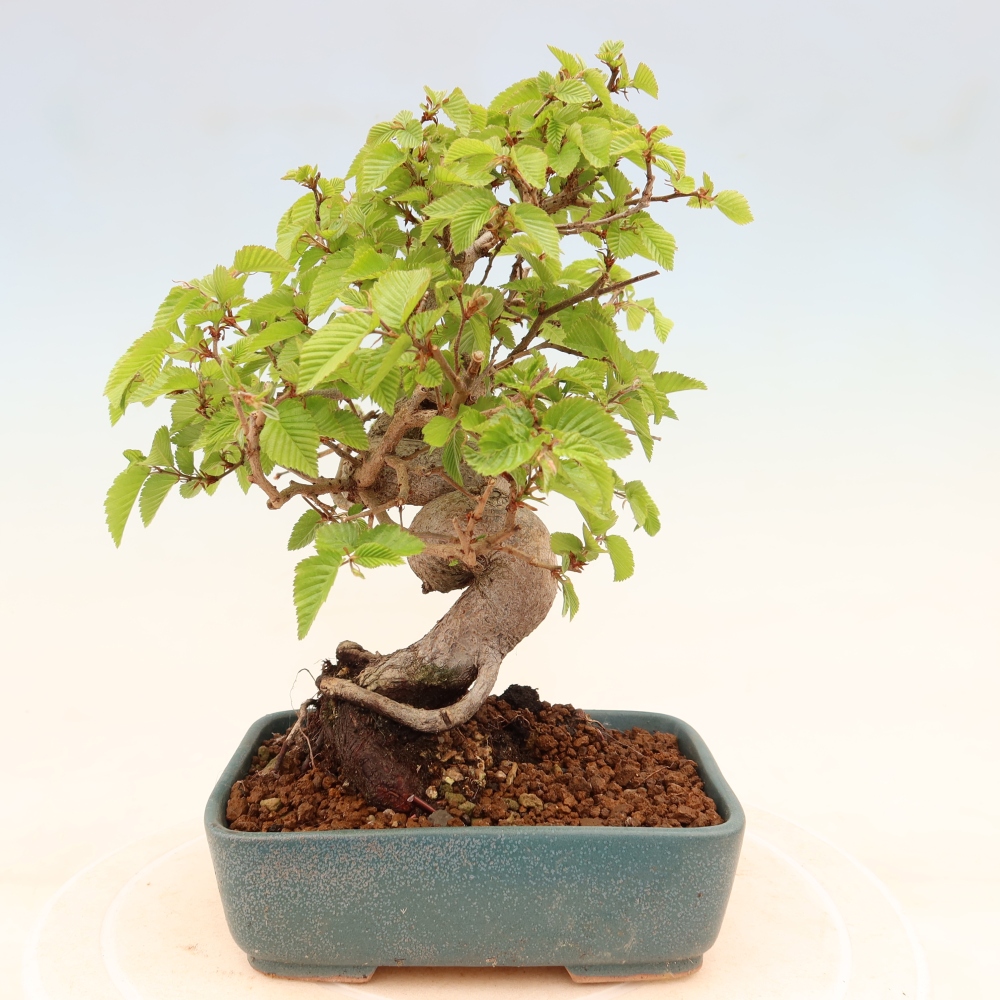 Bonsaï d'extérieur -Carpinus Coreana - Charme de Corée