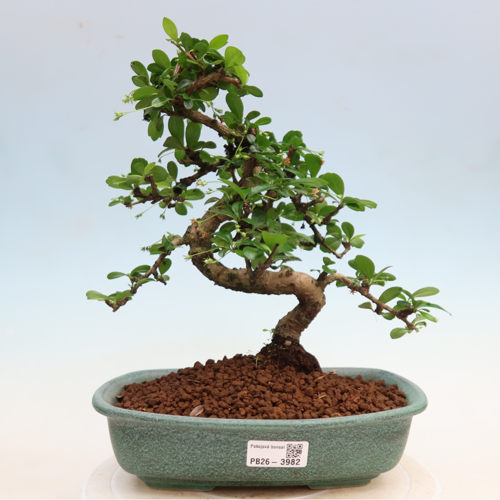 Bonsaï de chambre - Carmona macrophylla - Tea fuki