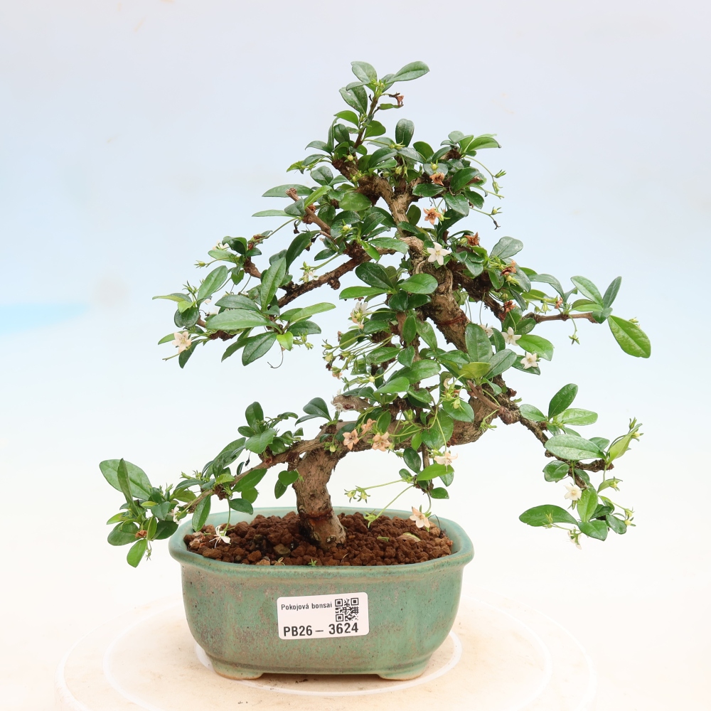 Bonsaï de chambre - Carmona macrophylla - Tea fuki