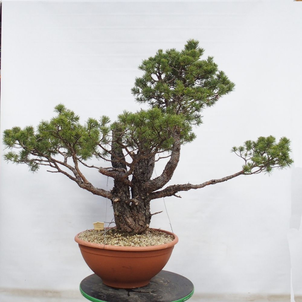 Yamadori - Pinus sylvestris Espagne