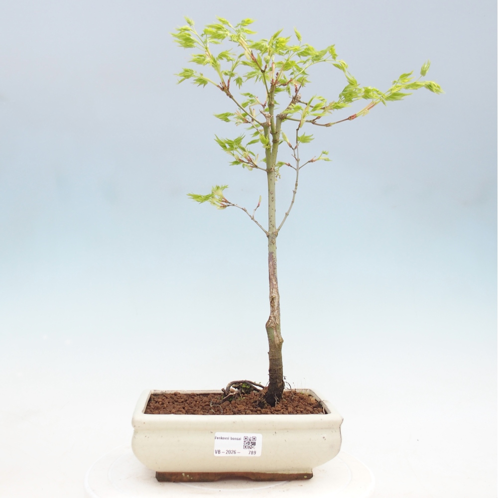 Acer palmatum Aureum - Érable doré
