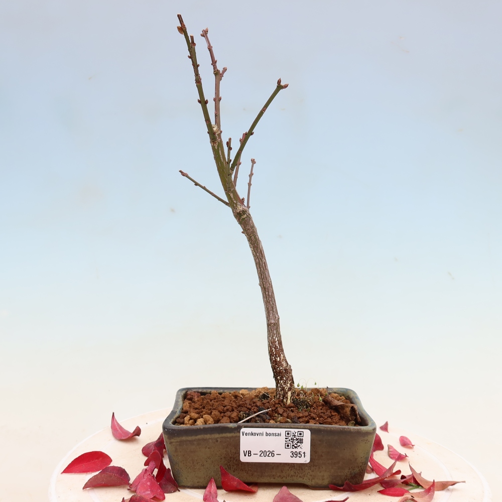 Bonsaï d'extérieur -  Euonymus alatus comactus  - fusain ailé