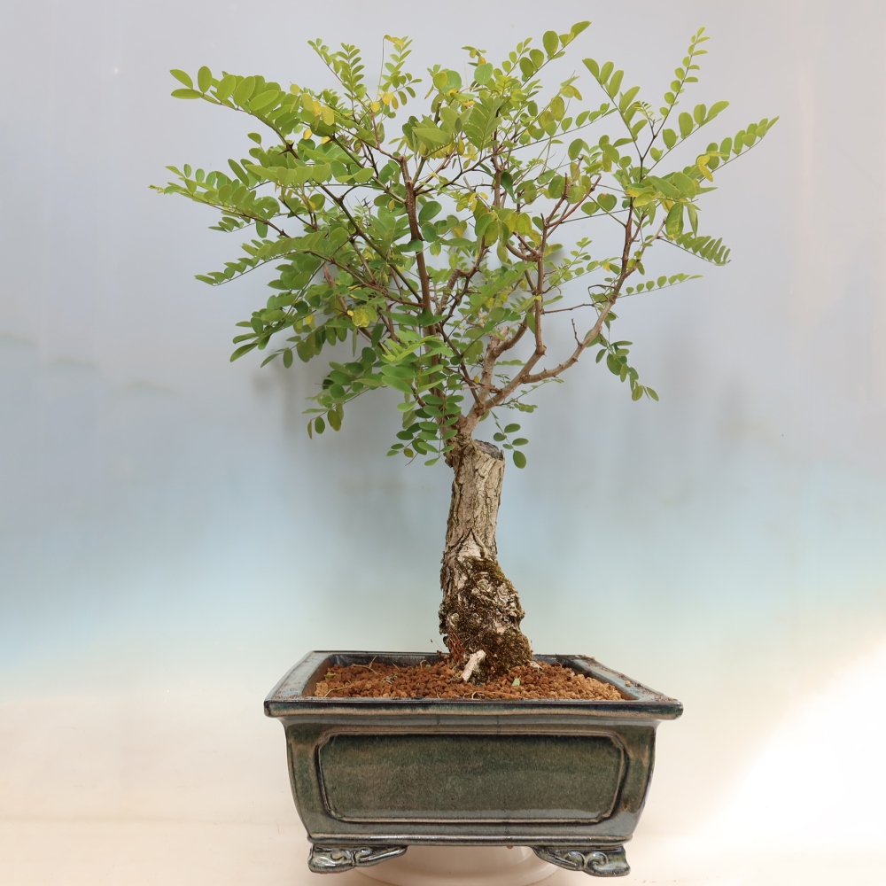 Bonsaï d'extérieur - Acacia épineux - Robinia pseudoacacia