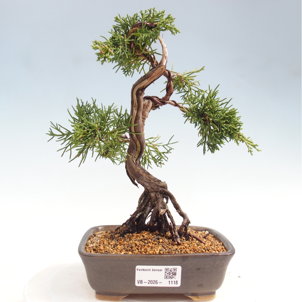 Bonsaï d'extérieur - Juniperus chinensis Kishu