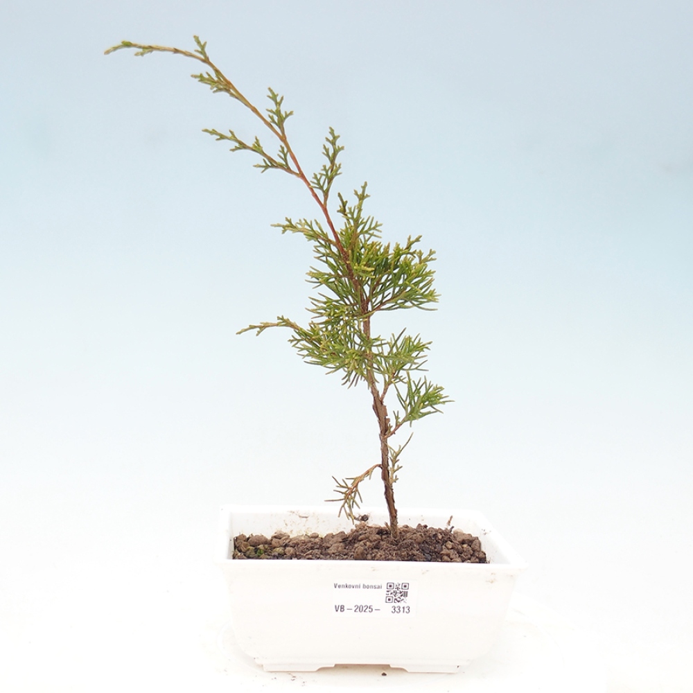 Bonsaï d'extérieur - Juniperus chinensis Itoigawa