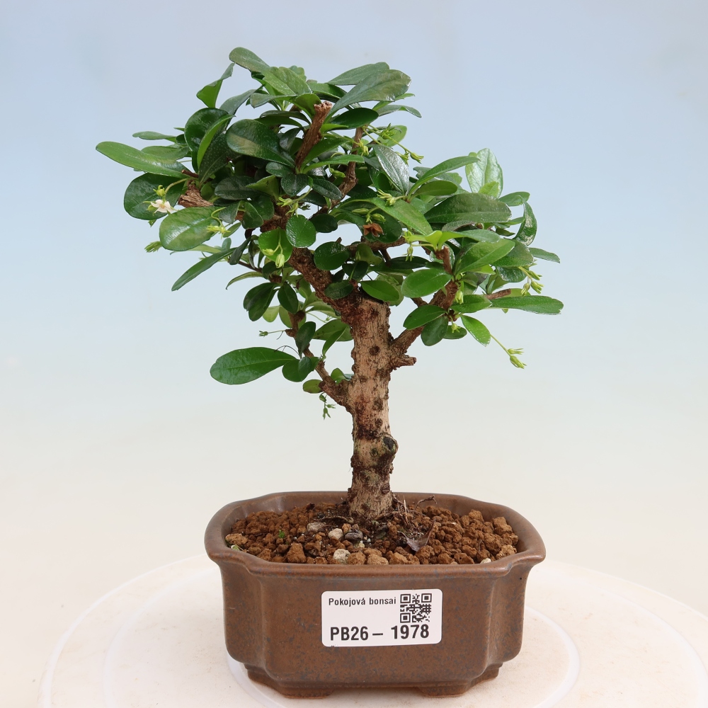 Bonsaï de chambre - Carmona macrophylla - Tea fuki