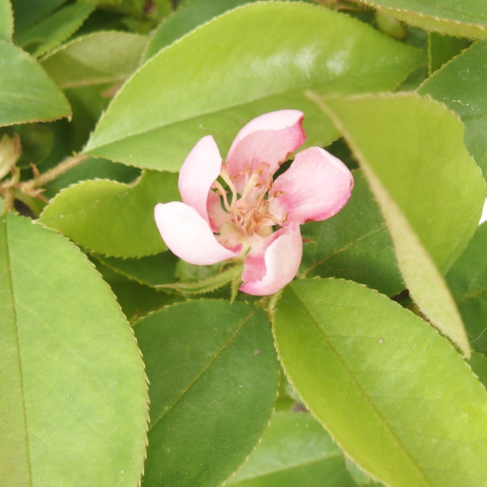 Bonsaï d'extérieur - Pseudocydonia sinensis - cognassier chinois
