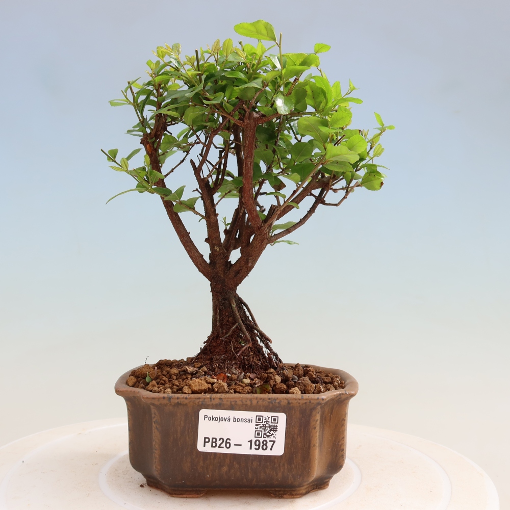 Bonsaï de chambre - Sageretia thea - Sageretia thea