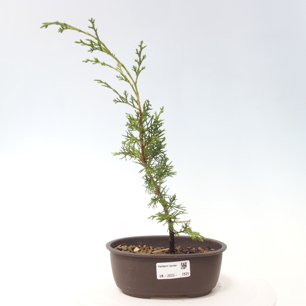 Bonsaï d'extérieur - Juniperus chinensis Itoigawa