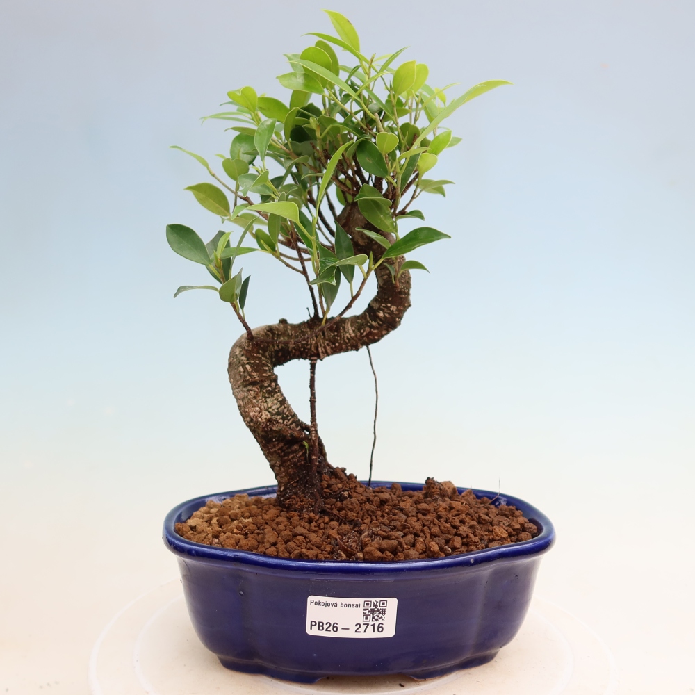 Salle bonsaï - Ficus kimmen - ficus à petites feuilles