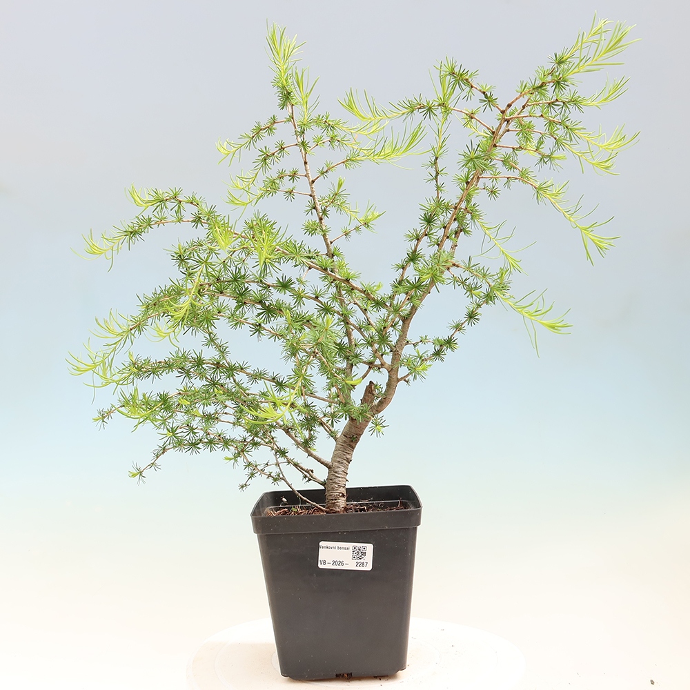 Bonsaï d'extérieur -Larix decidua - Mélèze
