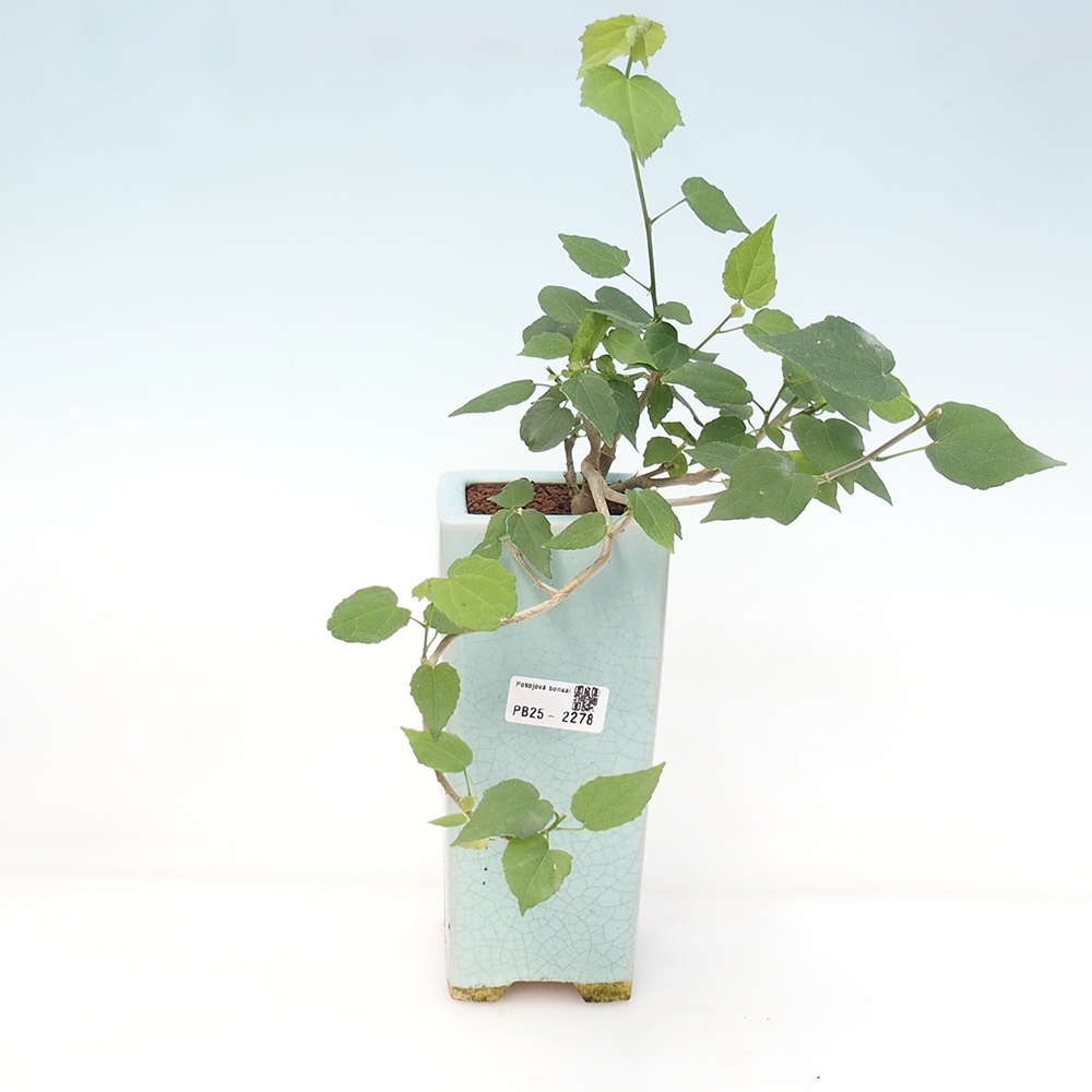 Bonsaï d'intérieur - Malvaviscus arboreus