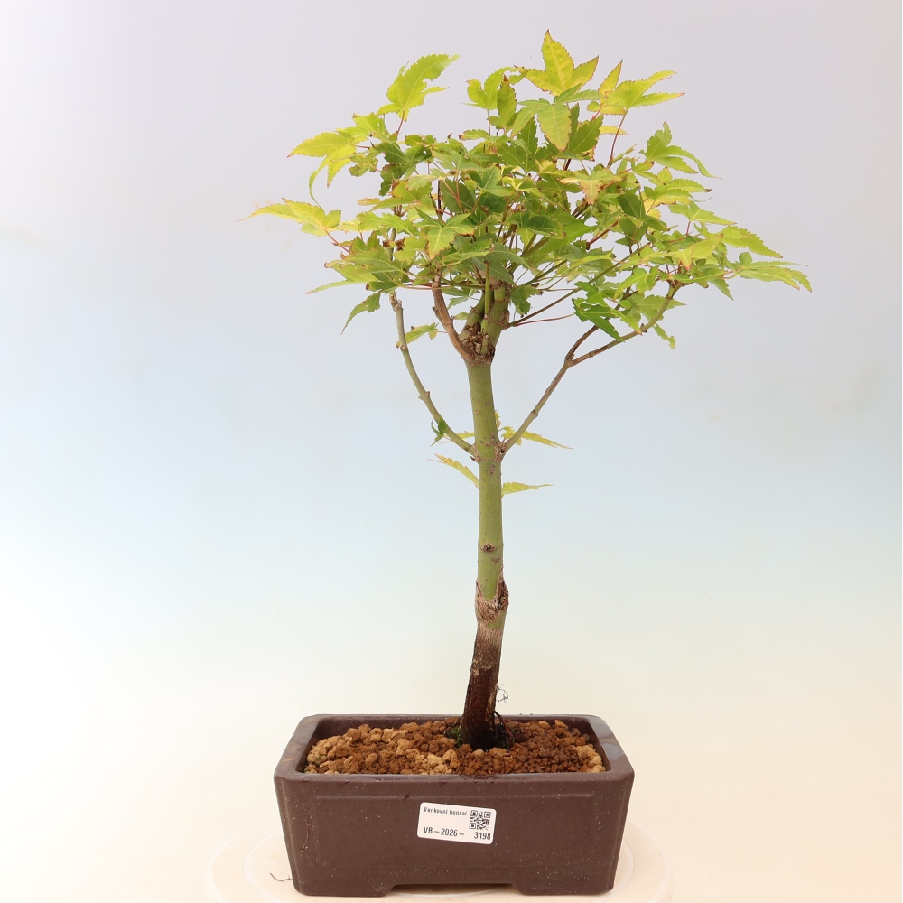 Acer palmatum Aureum - Érable doré