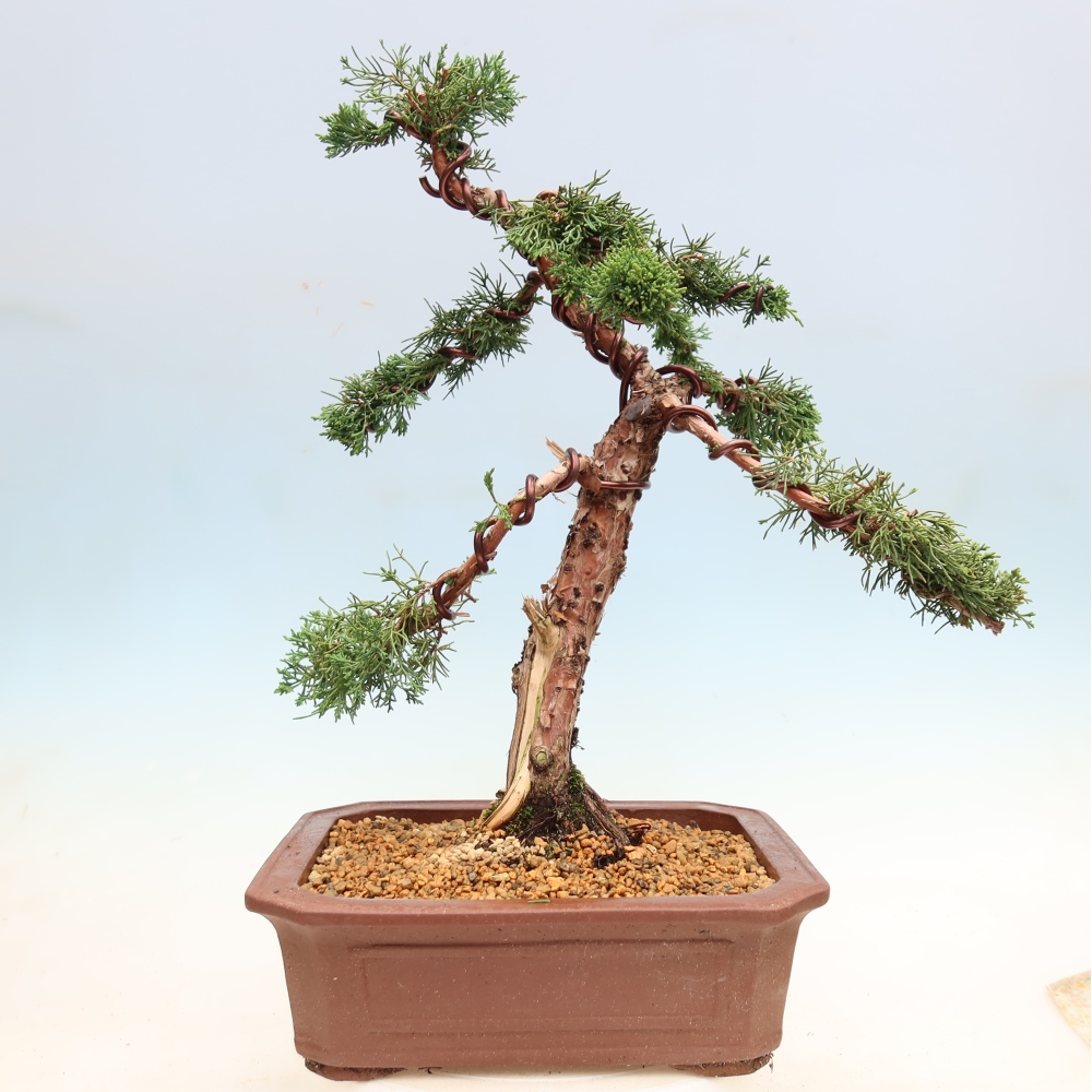 Bonsaï d'extérieur - Juniperus chinensis Kishu