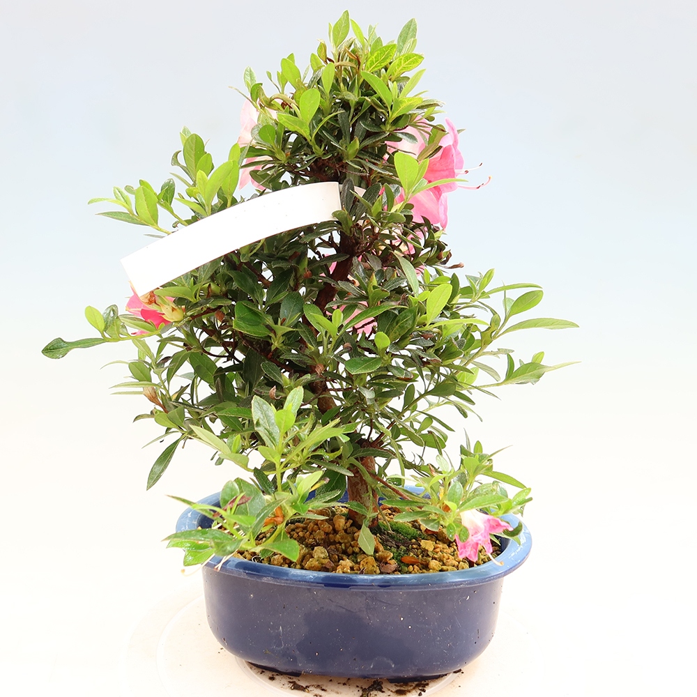 Bonsaï d'extérieur - Azalée japonaise - Azalea Santoka
