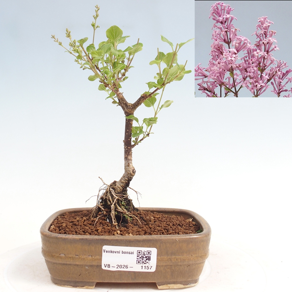 Bonsaï d'extérieur - Syringa Meyeri Palibin - Lilas de Meyer