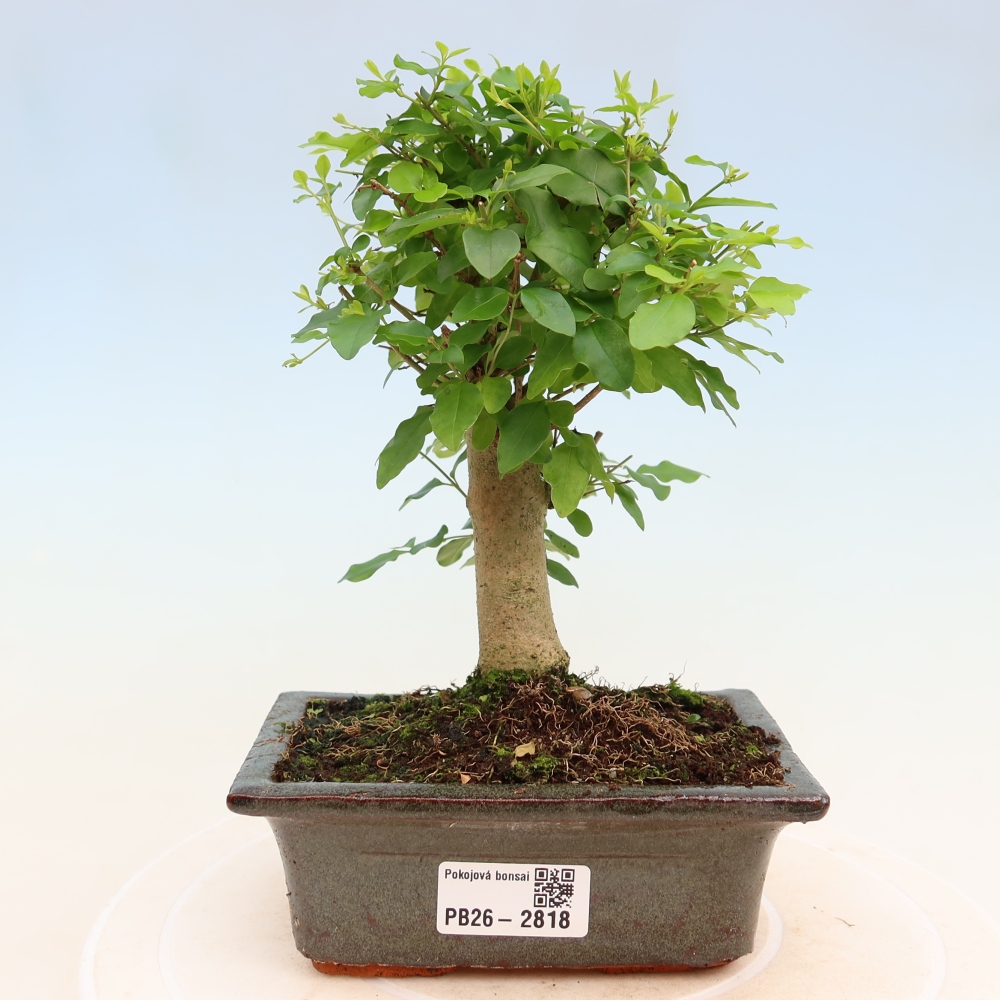 Bonsaï de chambre -Ligustrum chinensis - Bec d'oiseau