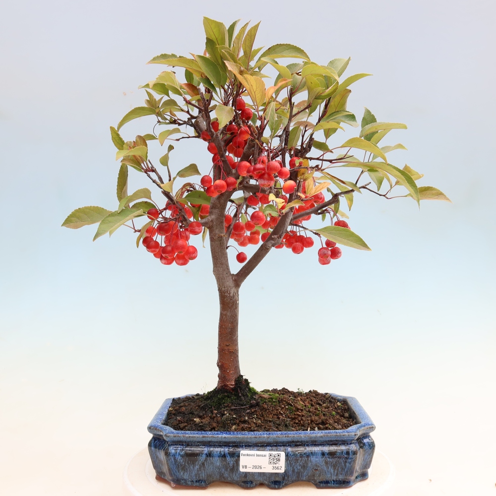 Bonsaï d'extérieur -Malus domestica - Pommier à petits fruits et à feuilles rouges