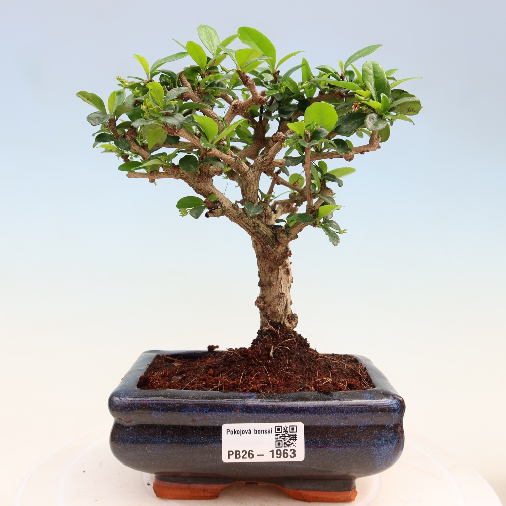 Bonsaï de chambre - Carmona macrophylla - Tea fuki