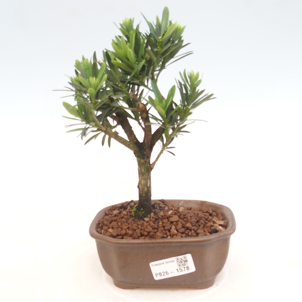 Salle bonsaï - Podocarpus - If en pierre