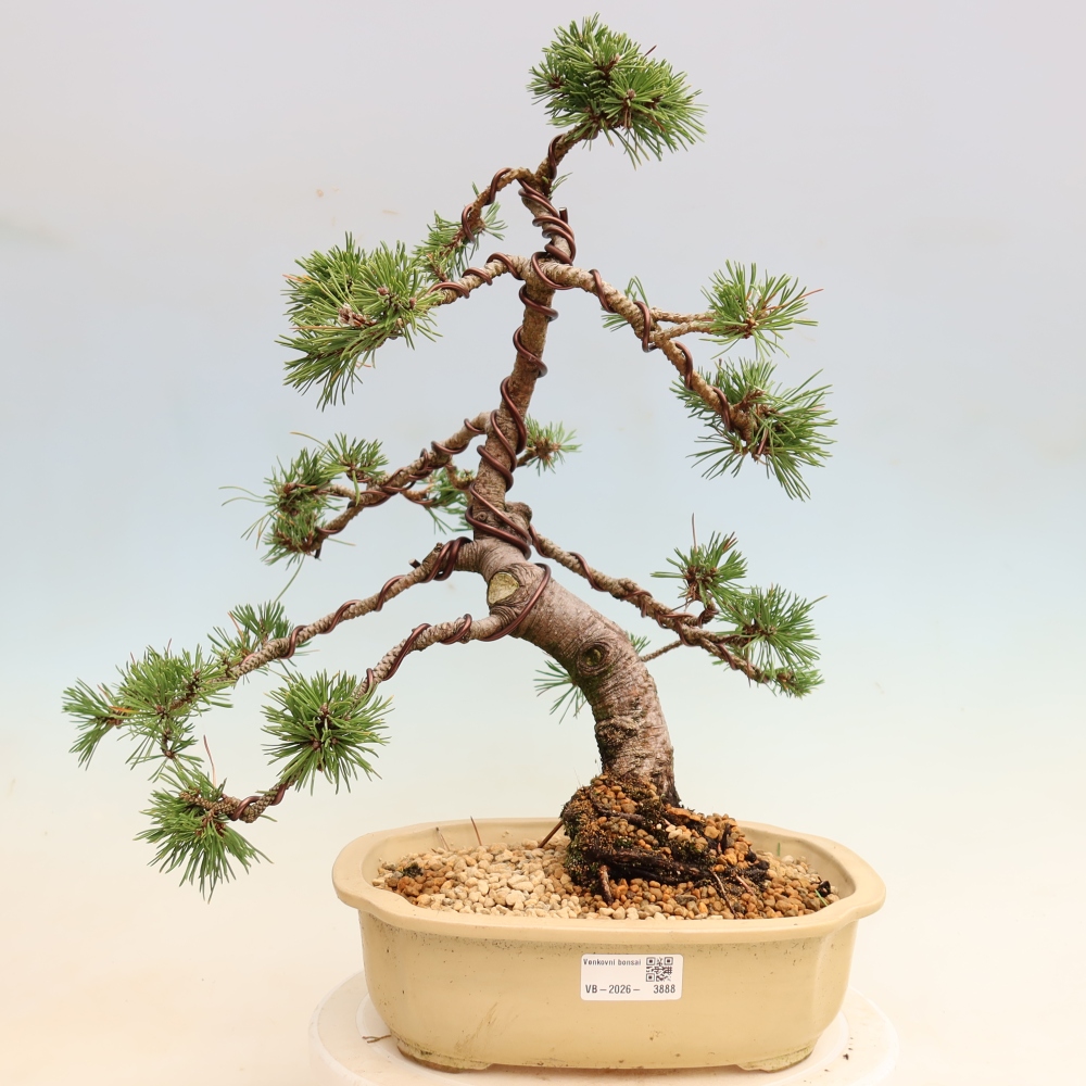 Bonsaï d'extérieur - Pinus mugo Humpy  - Pin nain