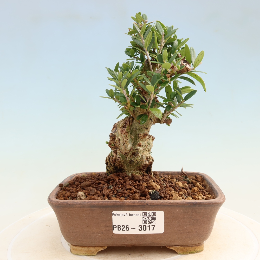 Bonsaï d'intérieur - Olea europaea sylvestris