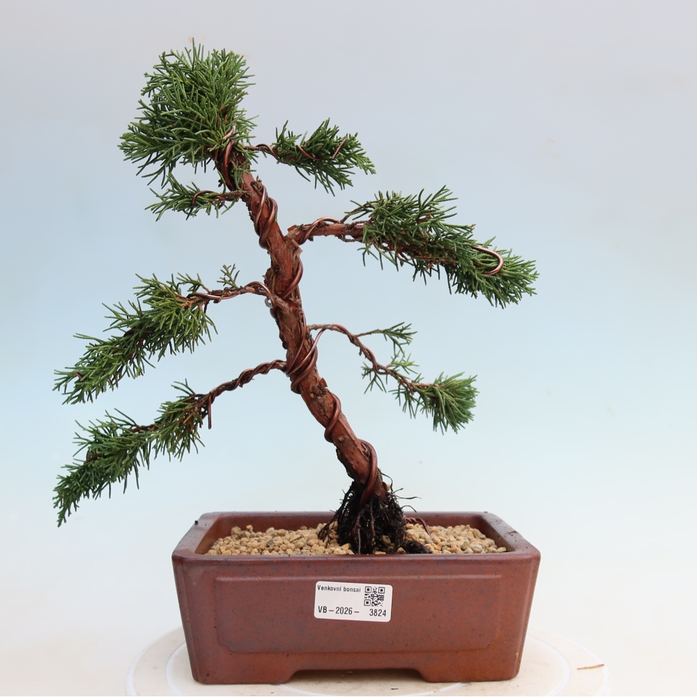 Bonsaï d'extérieur - Juniperus chinensis Kishu