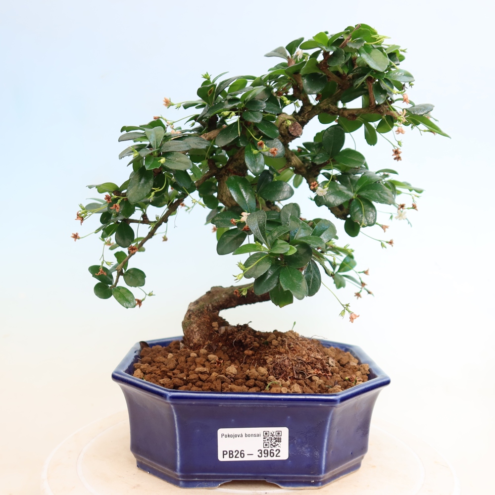 Bonsaï de chambre - Carmona macrophylla - Tea fuki