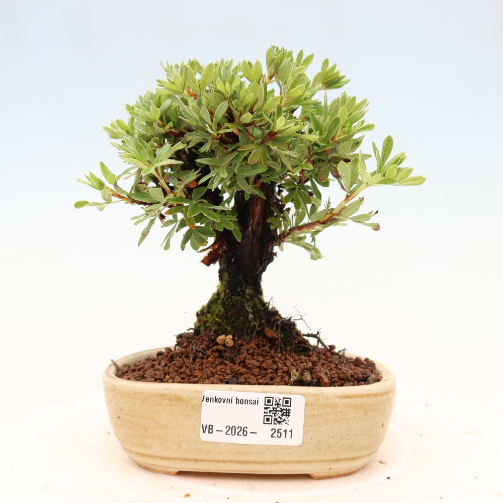 Bonsaï d'extérieur - Potentila fruticosa