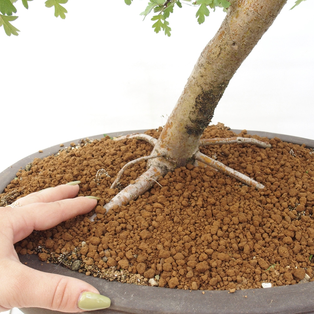 Bonsaï d'extérieur - Aubépine - Crataegus monogyna