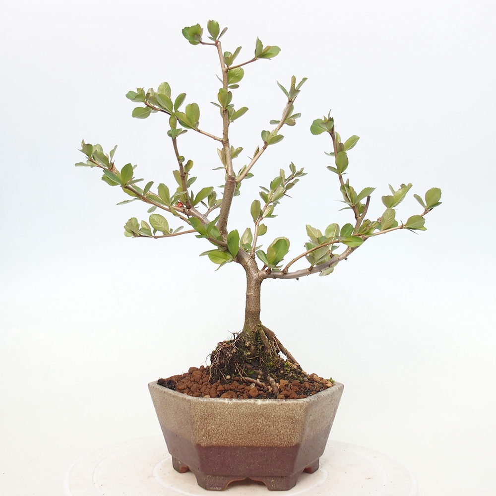 Bonsaï d'extérieur - Chaneomeles sup. Nicoline - Coing