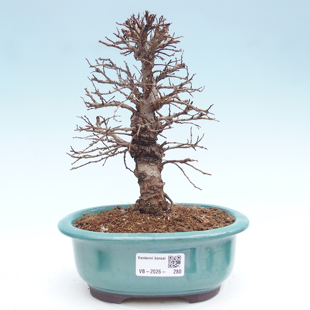 Bonsaï d'extérieur - Zelkova - Zelkova NIRE
