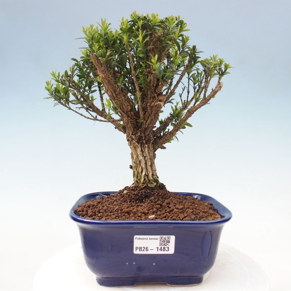 Bonsaï de chambre - Buxus harlandii - buxus liège