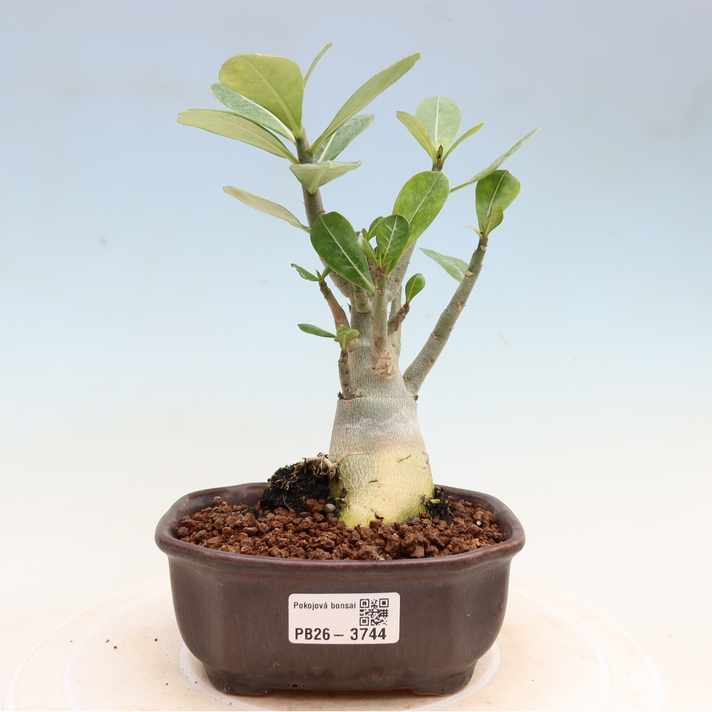 Bonsaï d'intérieur - Adenium obesum Red Star - Rose du désert