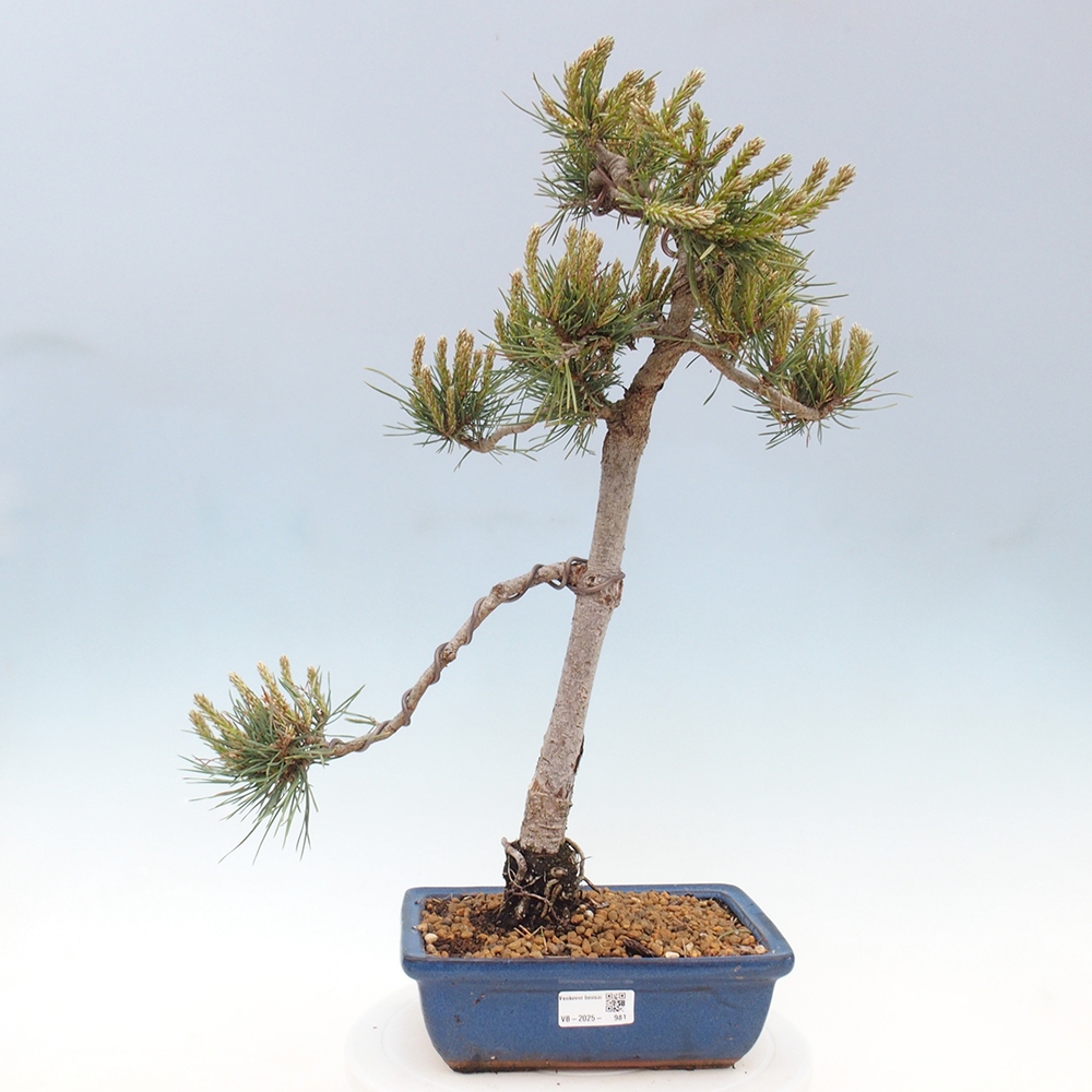 Bonsaï d'extérieur - Pinus Sylvestris Watererri - Pin sylvestre