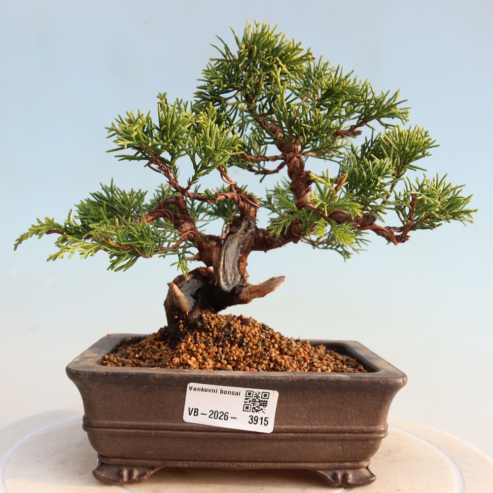 Bonsaï d'extérieur - Juniperus chinensis Itoigawa