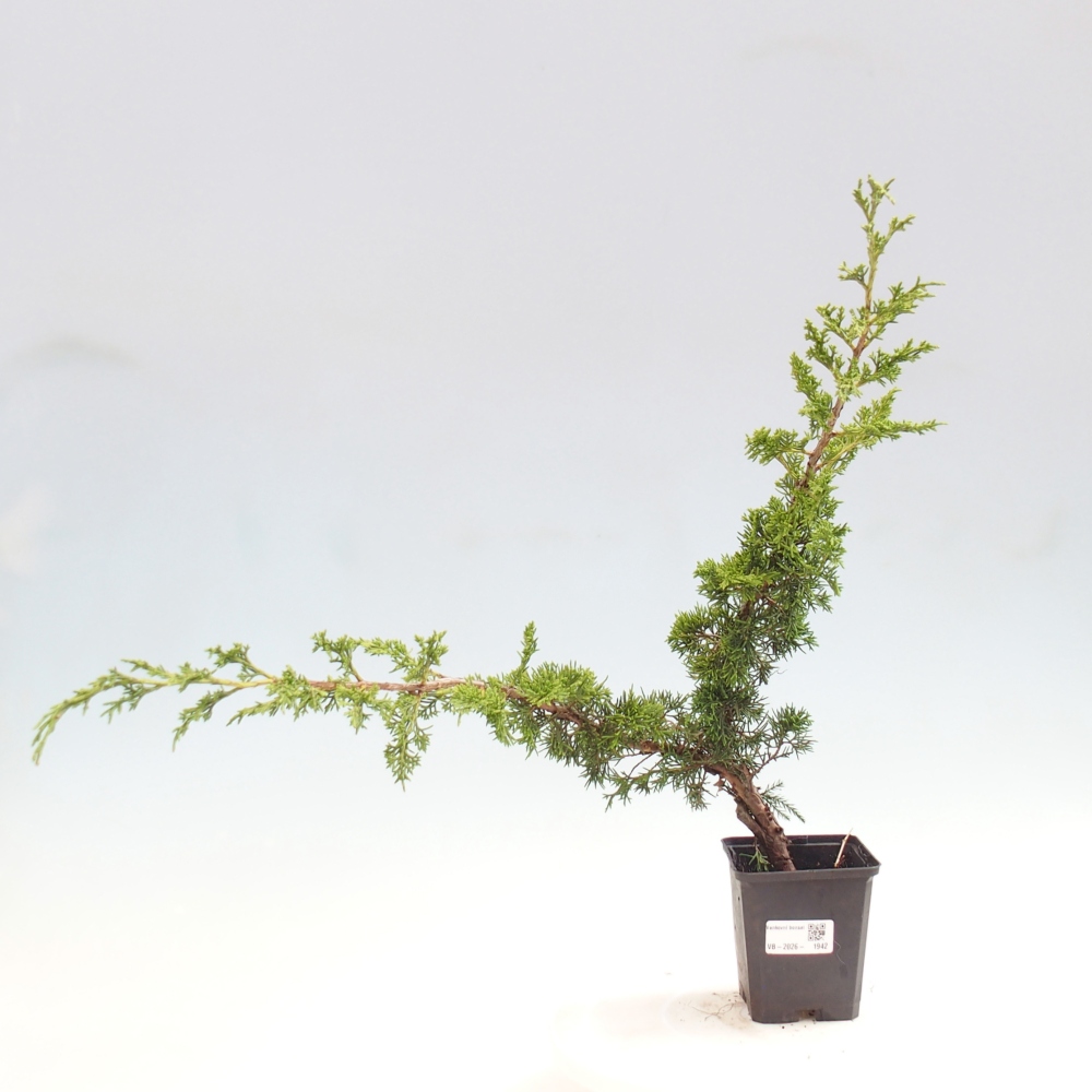 Bonsaï d'extérieur - Juniperus chinensis Itoigawa