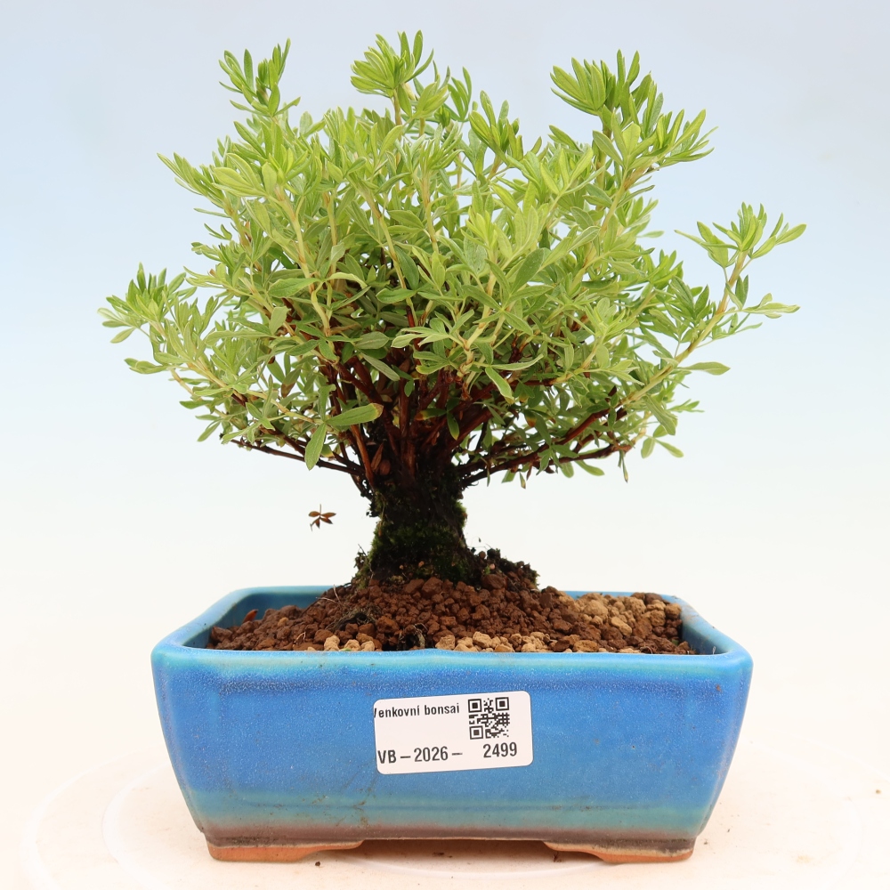 Bonsaï d'extérieur - Potentila fruticosa
